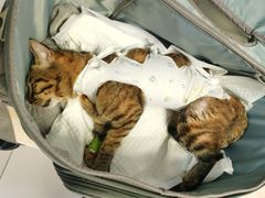 -纳吉亚猫专科动物医院博雅分院