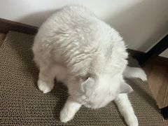 -瑞派·关忠动物医院·猫专科·犬专科(三环新城店)