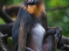 -合肥野生动物园