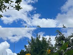 -南汇新场正宗水蜜桃采摘