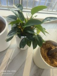 -HEYAN荷妍专业脱毛连锁机构