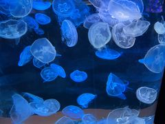 -顺德南宏海立方海洋公园