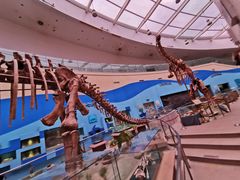 -陕西自然博物馆