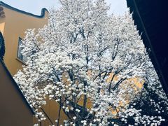 -龙华寺