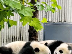 -卧龙中华大熊猫苑神树坪基地