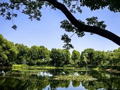 -金银湖国家城市湿地公园
