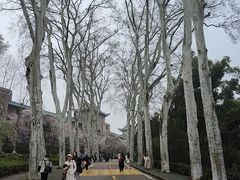 -武汉大学-樱园