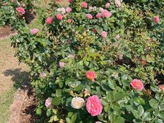 -人民公园(罗湖区)