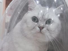 -创凡宠物医院·骨专科  猫科中心(西乡分院)