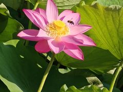 -莲湖公园