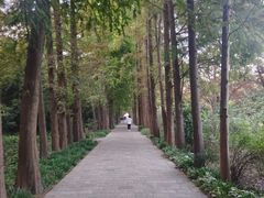 -上海滨江森林公园