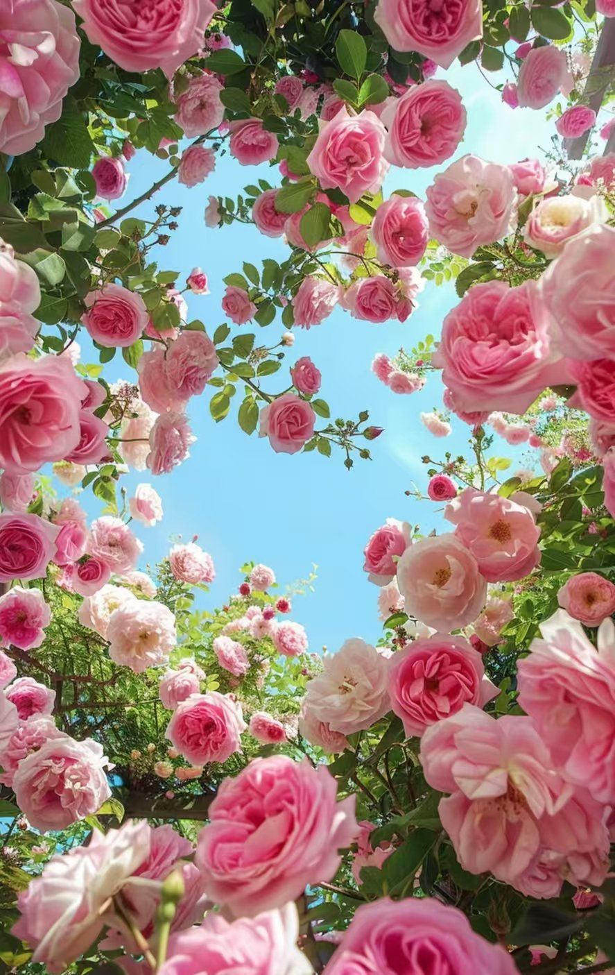春日田园山庄玫瑰花园盛开的唯美玫瑰园,粉