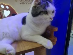 -喵园·猫主题咖啡厅·撸猫·猫咖(国贸店)