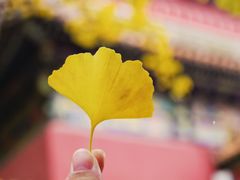 -故宫博物院(故宫)