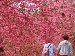 -天适樱花悠乐园