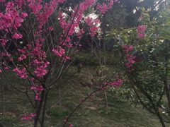 -金鸡山公园