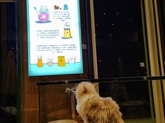 -瞄一喵猫咖(格力海岸店)