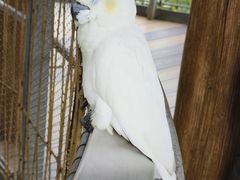-新加坡飞禽公园