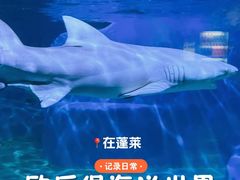 -蓬莱欧乐堡海洋极地世界