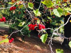 -Patagonia Chocolates(皇后镇店)