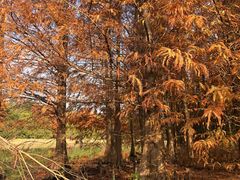 -上海海湾国家森林公园