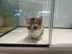 -babydoll猫舍·米努特·德文·缅因(久光中心店)