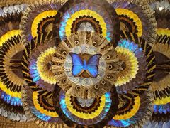 iphone_upload_pic-上海昆虫博物馆