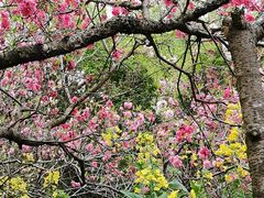 -南汇桃花村
