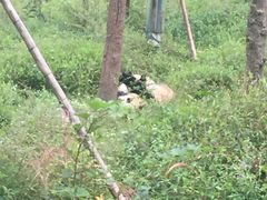 -中国大熊猫保护研究中心雅安碧峰峡基地