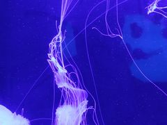 -太平洋海底世界