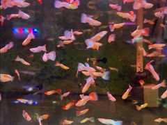 -溪岸路花鸟市场