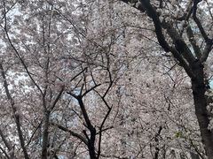 -陆家嘴中心绿地