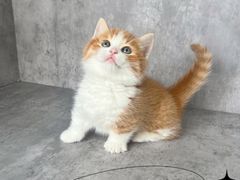 -小猫来了·猫舍(红山六九七九店)