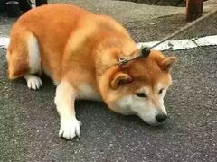 -美联众合爱康动物医院•复杂内科•肿瘤科•牙科•腔镜诊疗中心