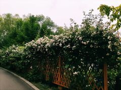 景点-沈阳植物园