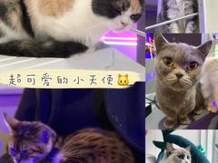 -极木²邸 人与宠物·互动社区