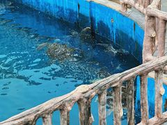 -广东惠东海龟国家级自然保护区