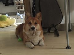 -FAELING PETS美天灵宠物(富力广场店)