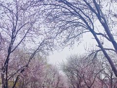 -桃花堤公园