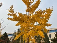 -中国铁道博物馆(正阳门馆)