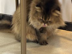 -共舞时光猫咖·狗咖(新街口店)