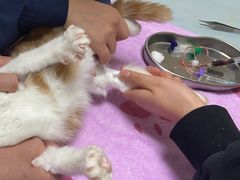 -谐和益家动物医院·免疫绝育·血液透析·宠保定点医院(高新伊藤分院)