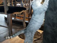 -more than meow吴止猫主题餐厅(承德 中船汇店)