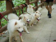 -火炉山森林公园
