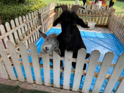 -萌宠亲子动物乐园(槐房万达店)