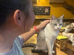 -猫猫幼稚园·撸猫·桌游·电玩