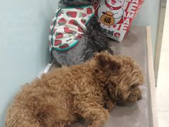 -宠福鑫康馨动物医院·骨科·眼科