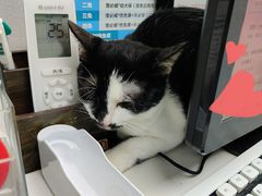 -芭比堂动物医院·心脏专科·夜诊·吉雅分院