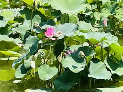 -国家植物园南园