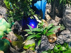 -东椰·海南椰子鸡火锅(朝阳门店)